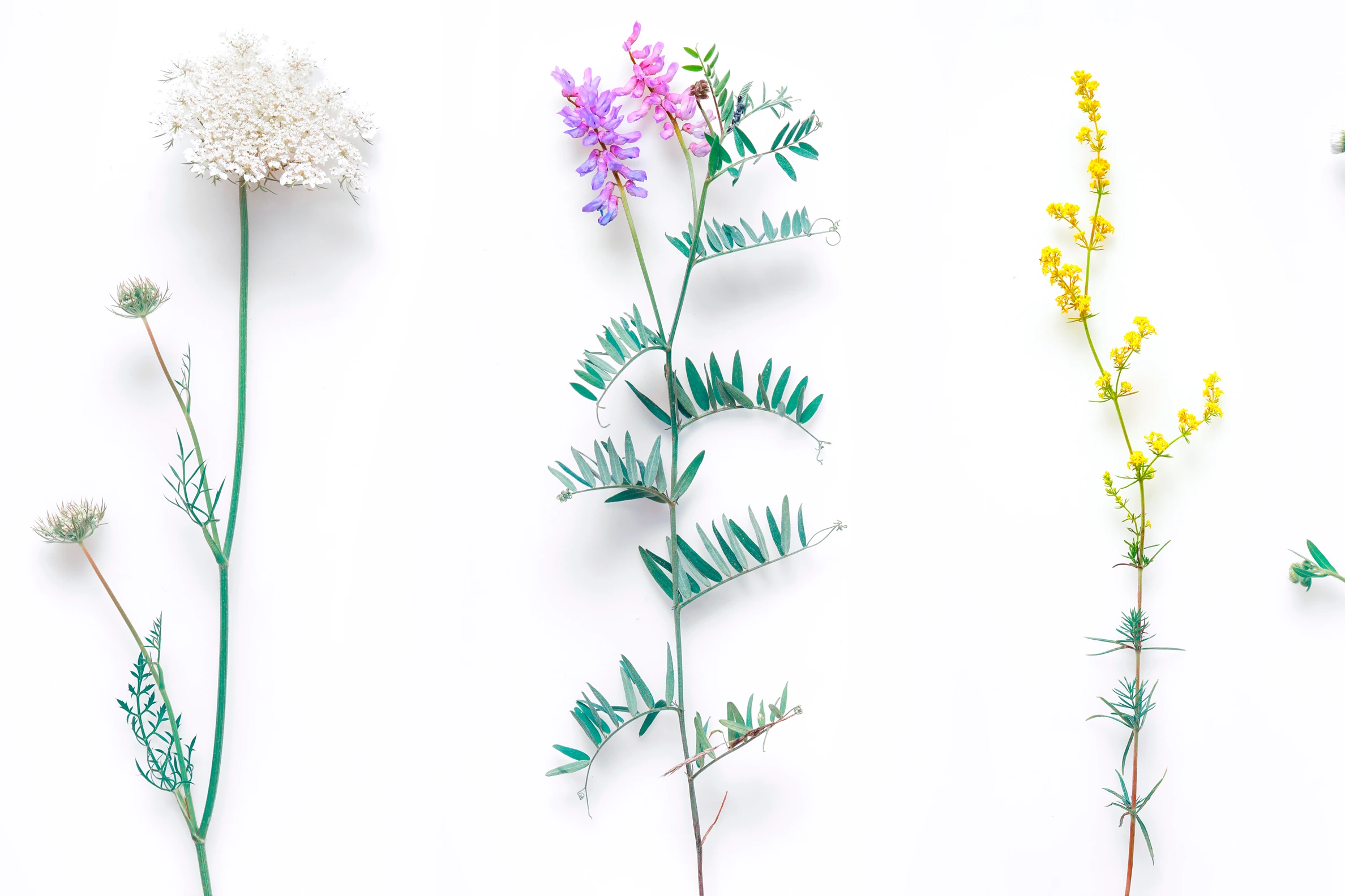 Set of wild flowers, flowering grass, natural field plants, color floral elements, beautiful decorative floral composition isolated on white background, macro, flat lay, top view
AdobeStock_212555554