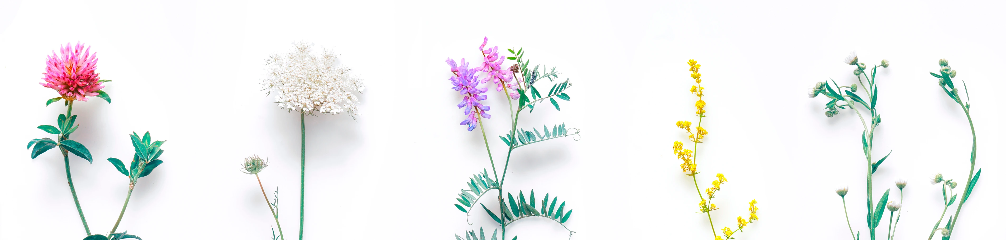 Set of wild flowers, flowering grass, natural field plants, color floral elements, beautiful decorative floral composition isolated on white background, macro, flat lay, top view
AdobeStock_212555554