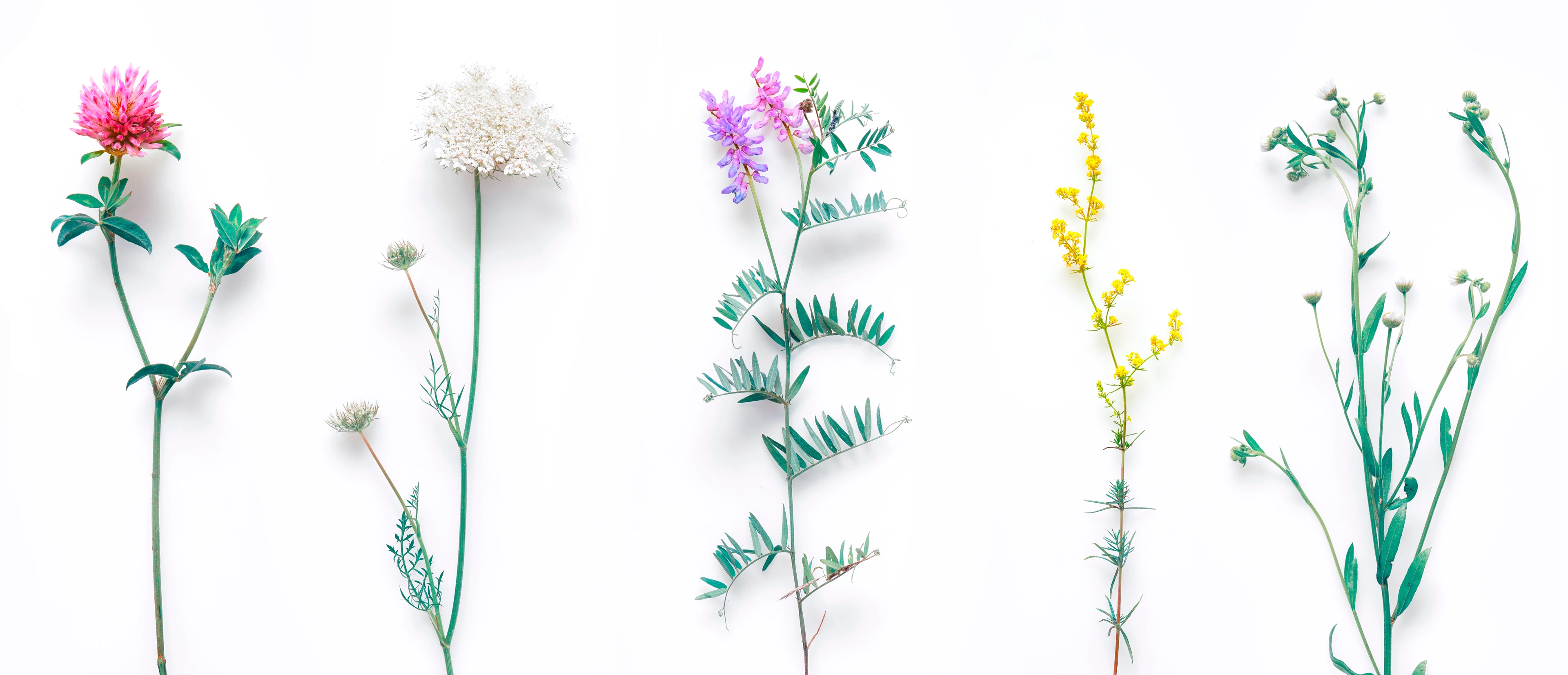 Set of wild flowers, flowering grass