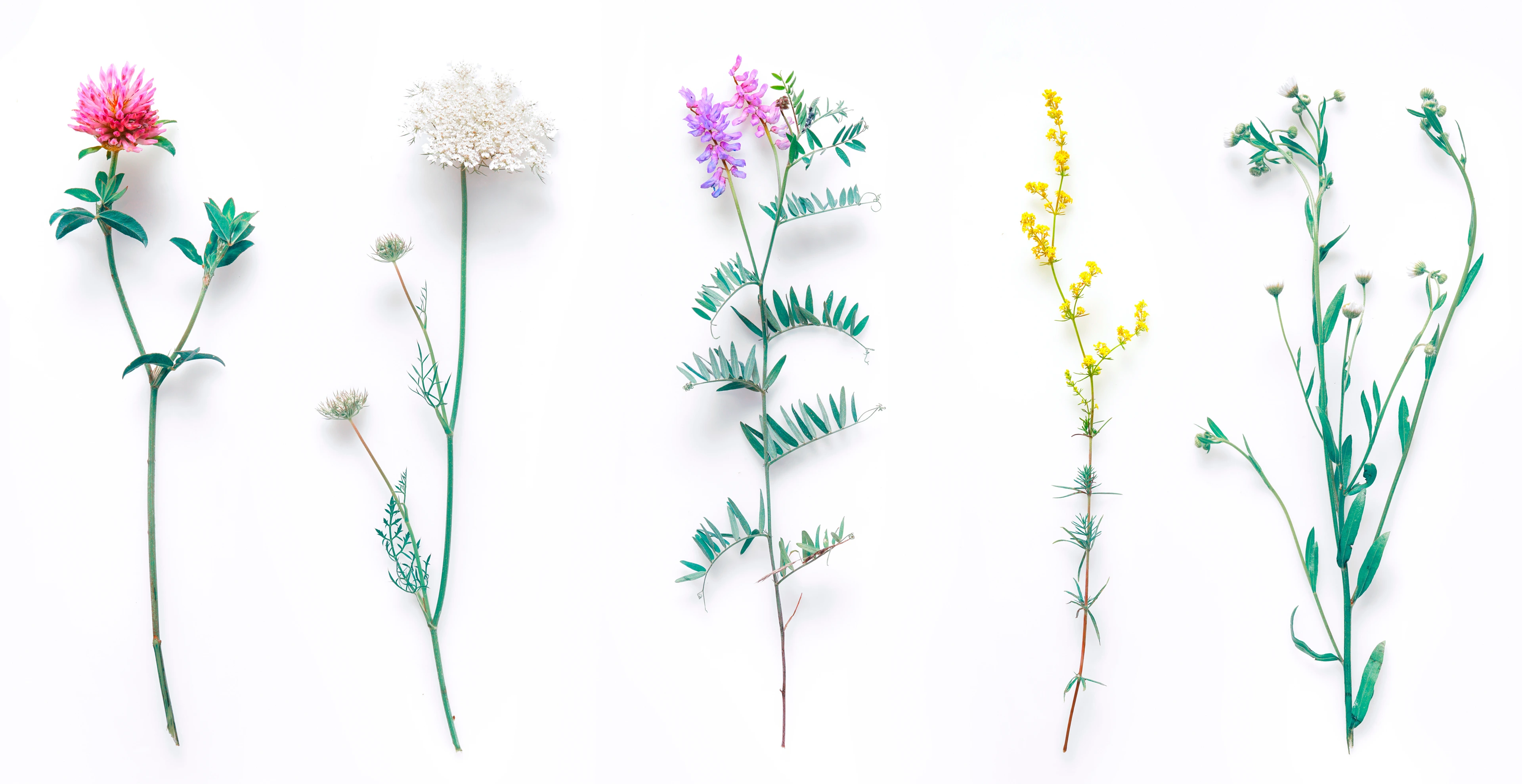Set of wild flowers, flowering grass