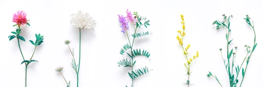 Set of wild flowers, flowering grass
