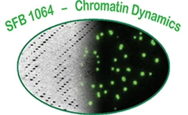 Logo of SFB1064 Chromatin Dynamics