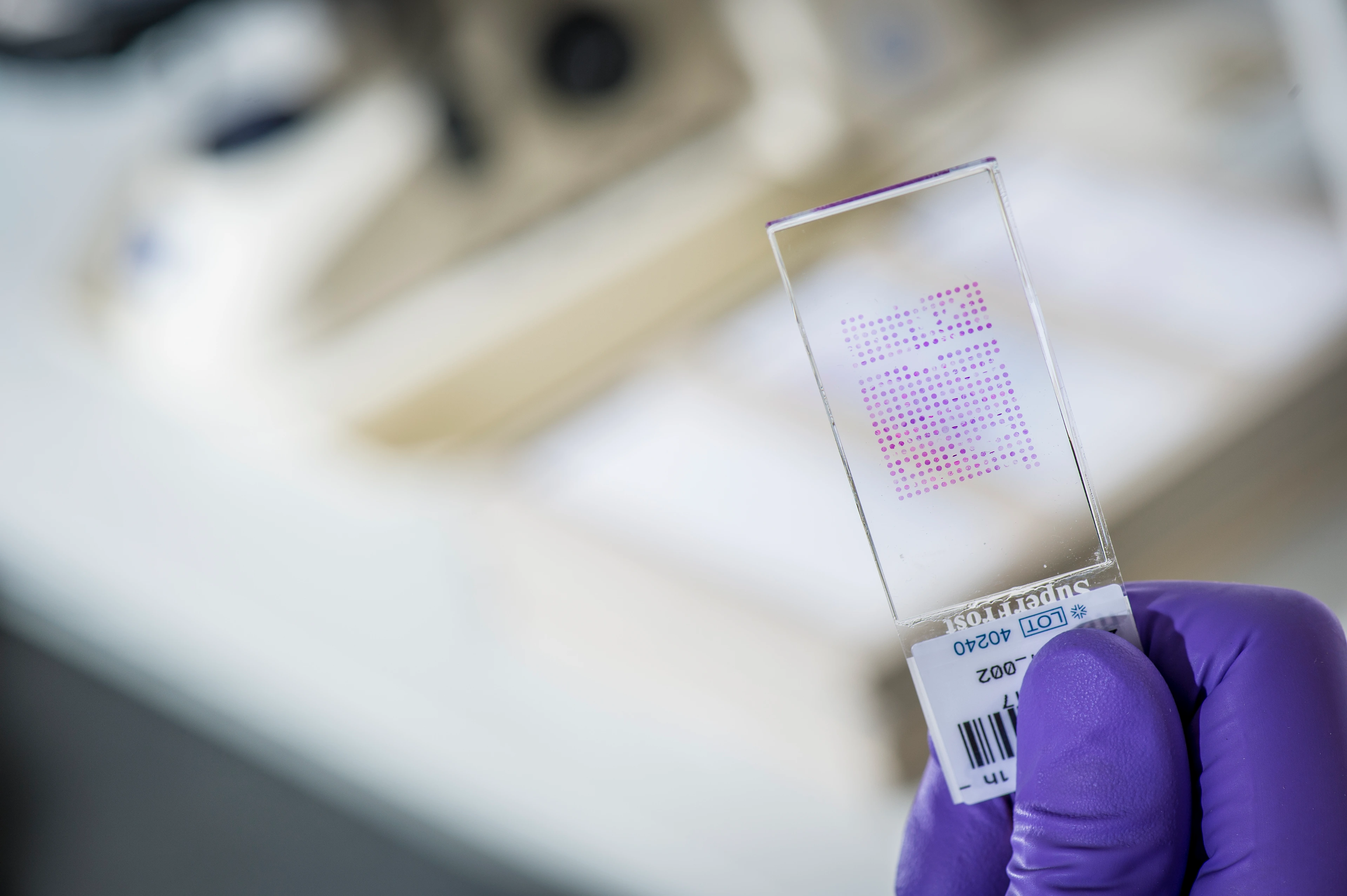 Objektträger mit Tissue-Microarray