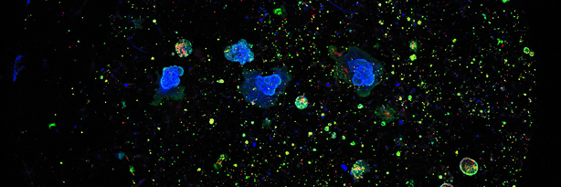 lhi-lehmann-organoids-1920x640px