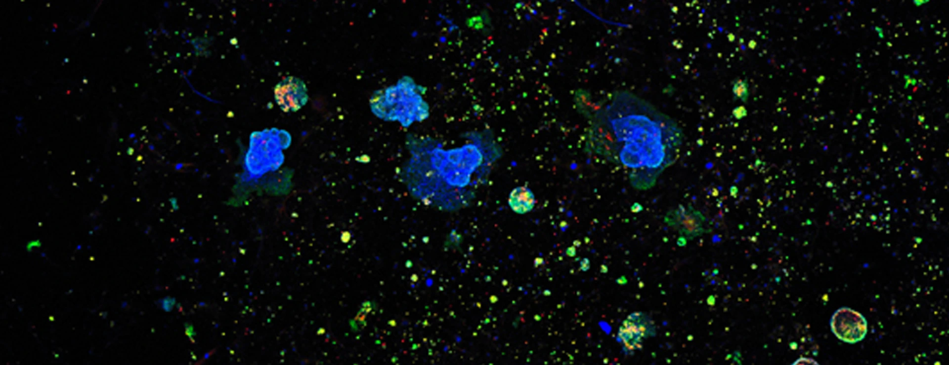 lhi-lehmann-organoids-1920x640px