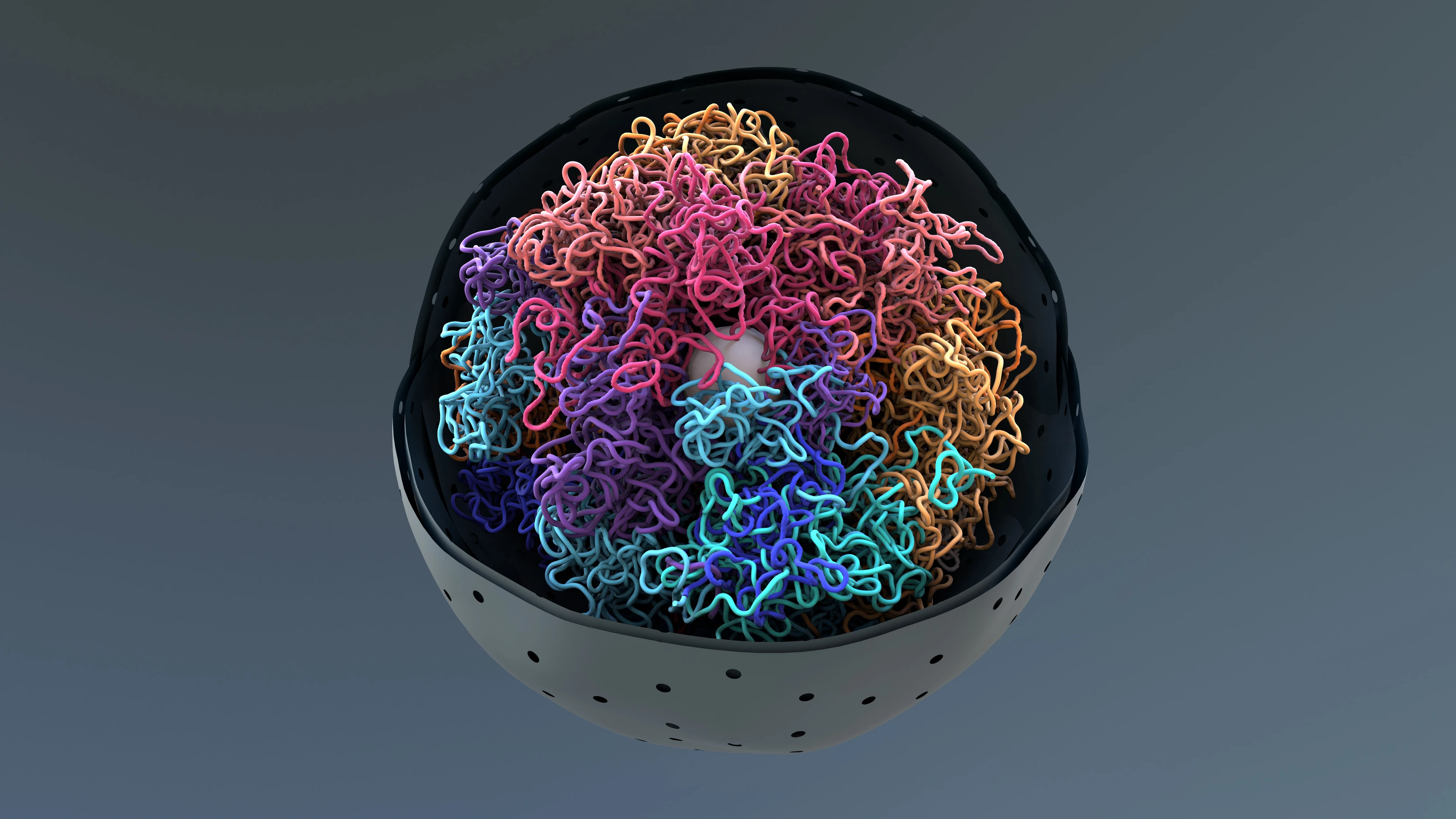 Chromosomes, DNA, cells package the DNA into the nucleus
