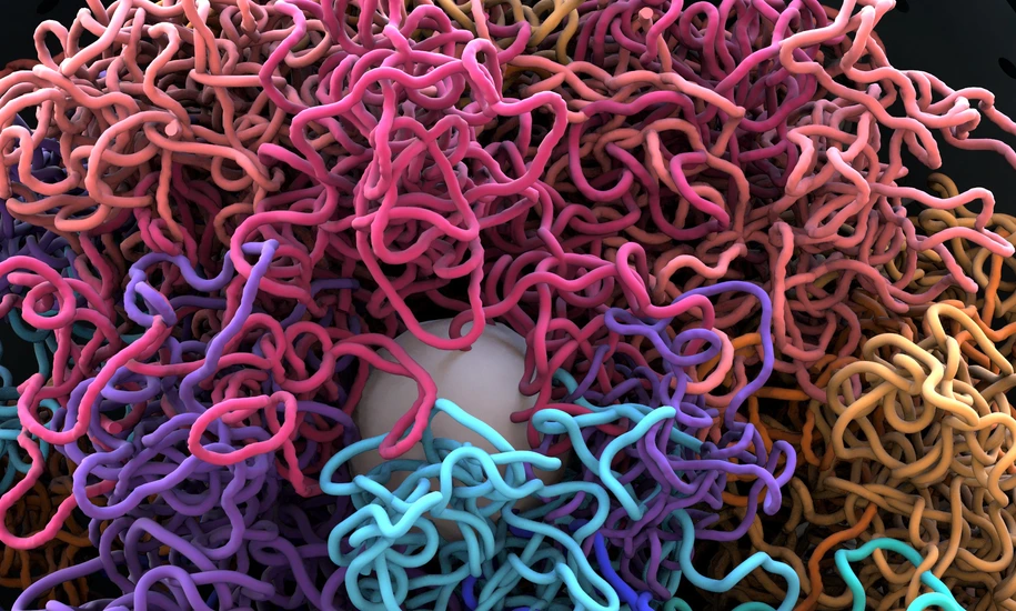 Chromosomes, DNA, cells package the DNA into the nucleus