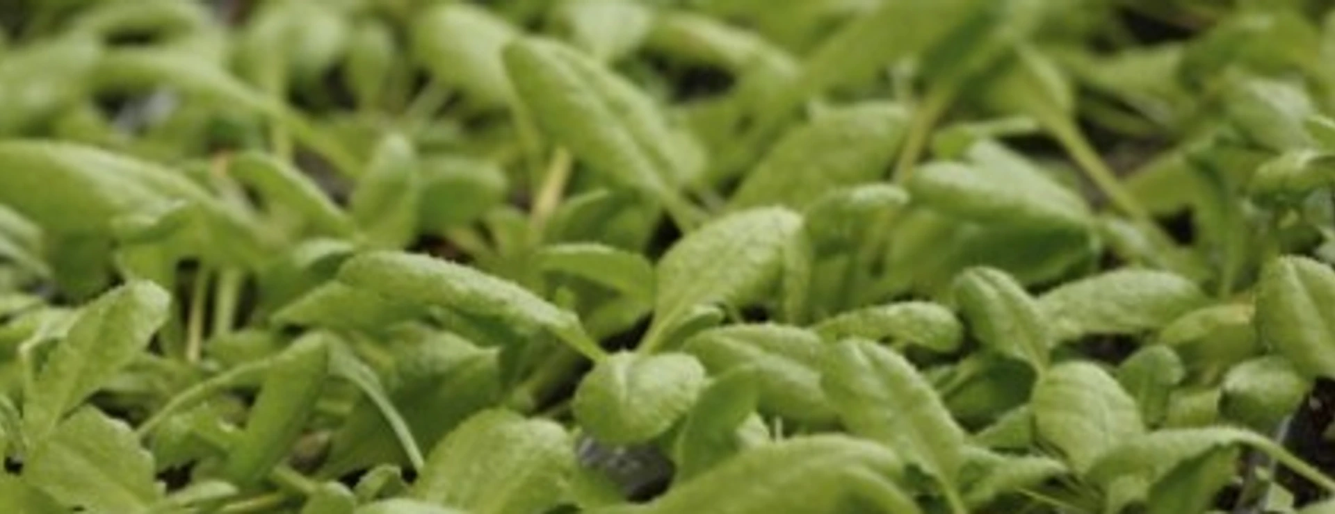Arabidopsis closeup