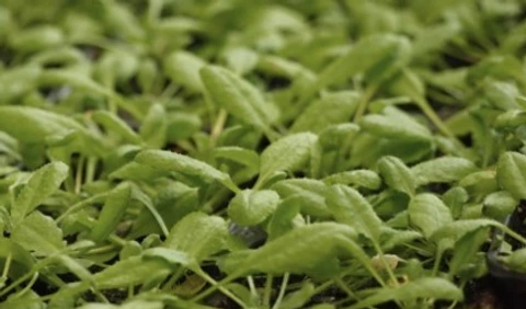 Arabidopsis plants in environmental simulation chambers, BIOP-EUS, HMGU