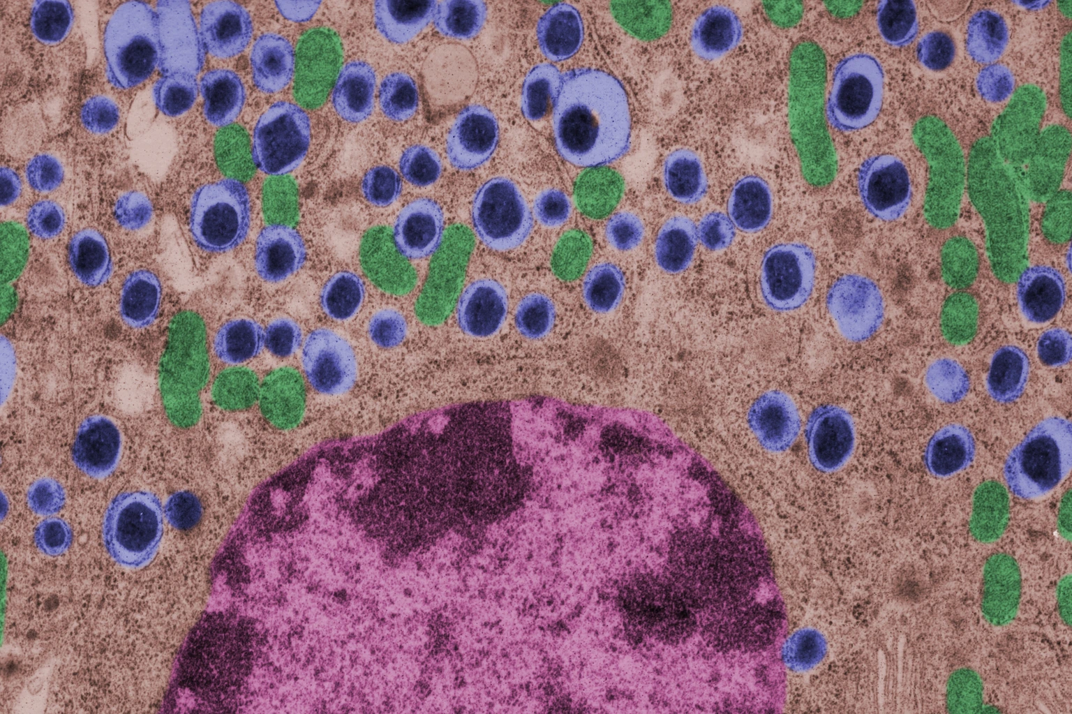 False colour transmission electron microscope (TEM) micrograph of a beta cell of a islet of Langerhans showing the typical insulin granules (blue), mitochondria (green) and nucleus (purple).