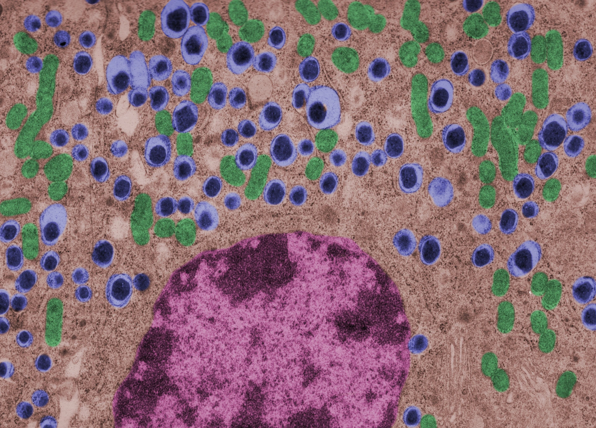 Beta cell. Langerhans islet