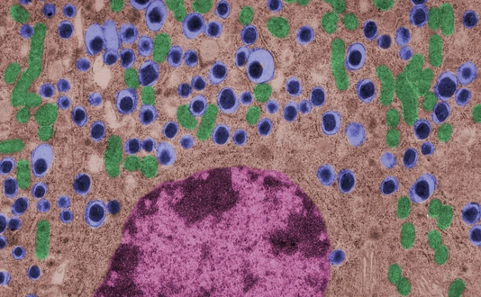 Beta cell. Langerhans islet