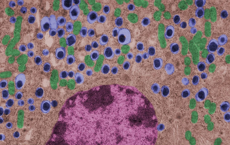 Beta cell. Langerhans islet