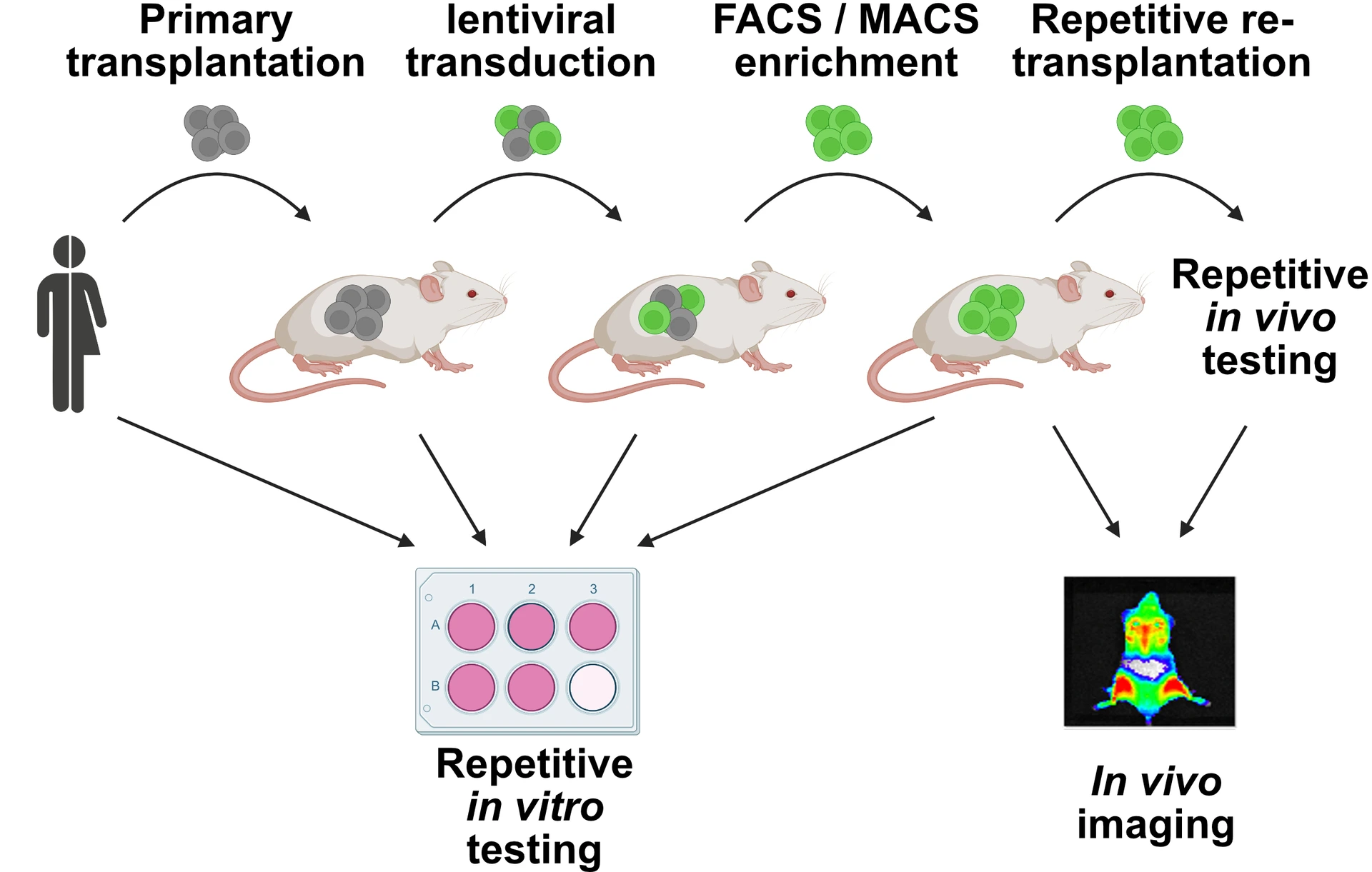 5_genetic_engineering_of_PDX_cells