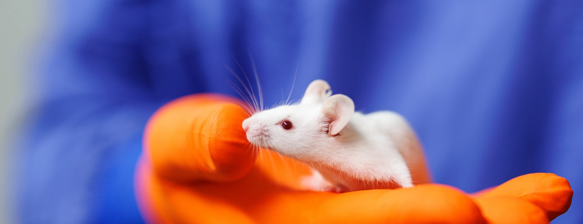 Animal Research, CF-LAS, weiße Maus