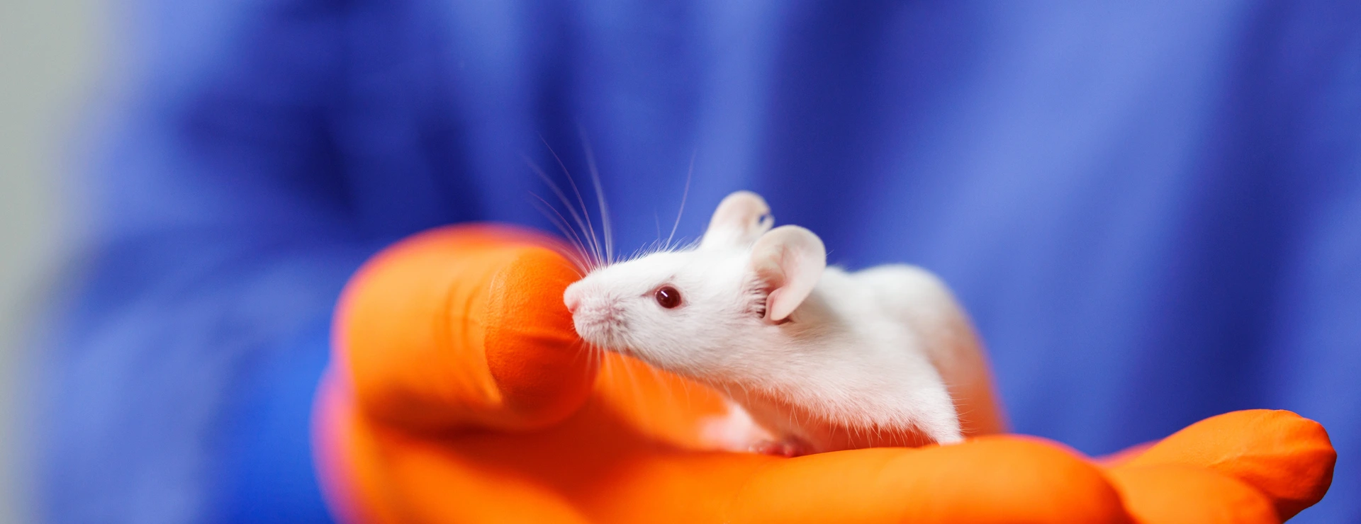 Animal Research, CF-LAS, weiße Maus