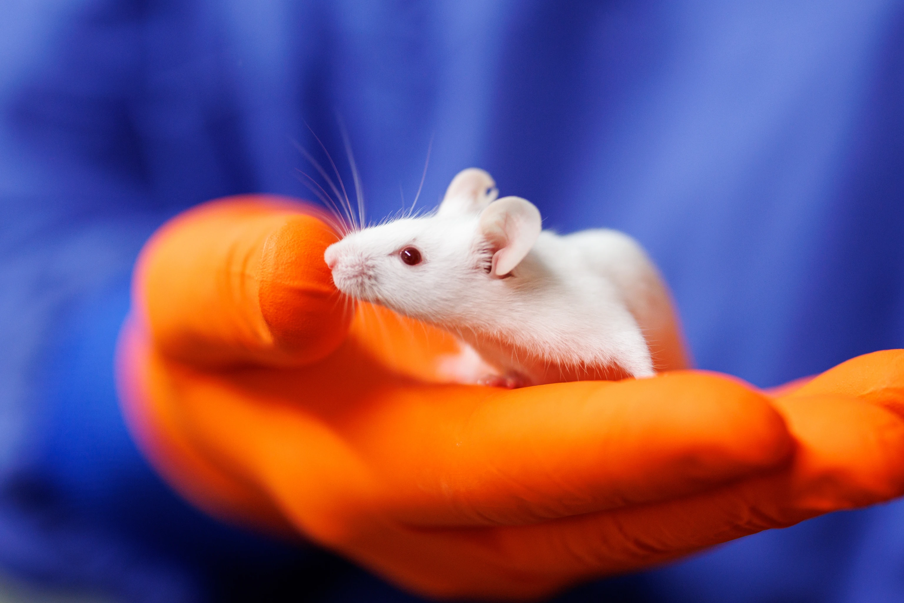 Animal Research, CF-LAS, weiße Maus