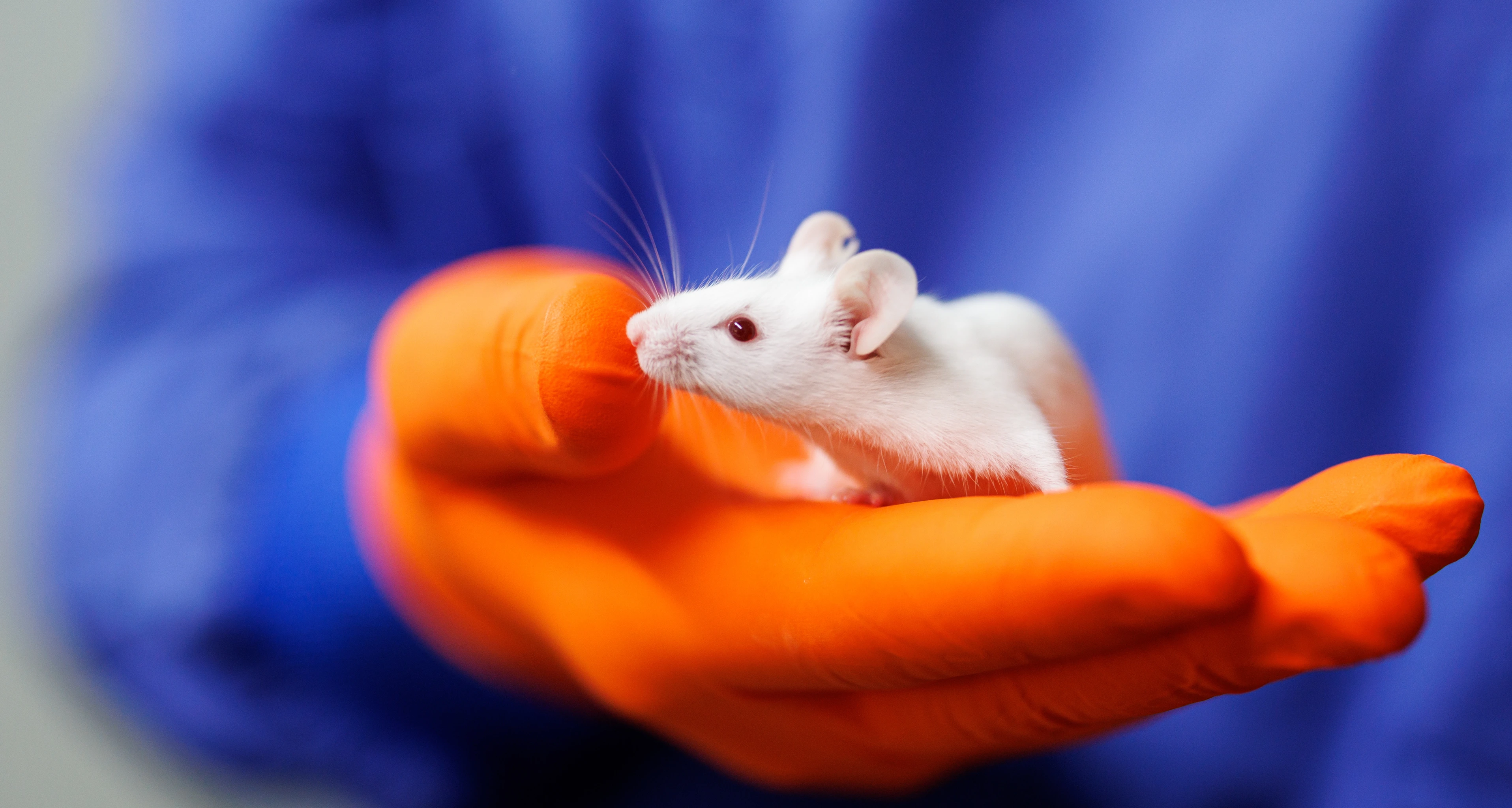 Animal Research, CF-LAS, weiße Maus