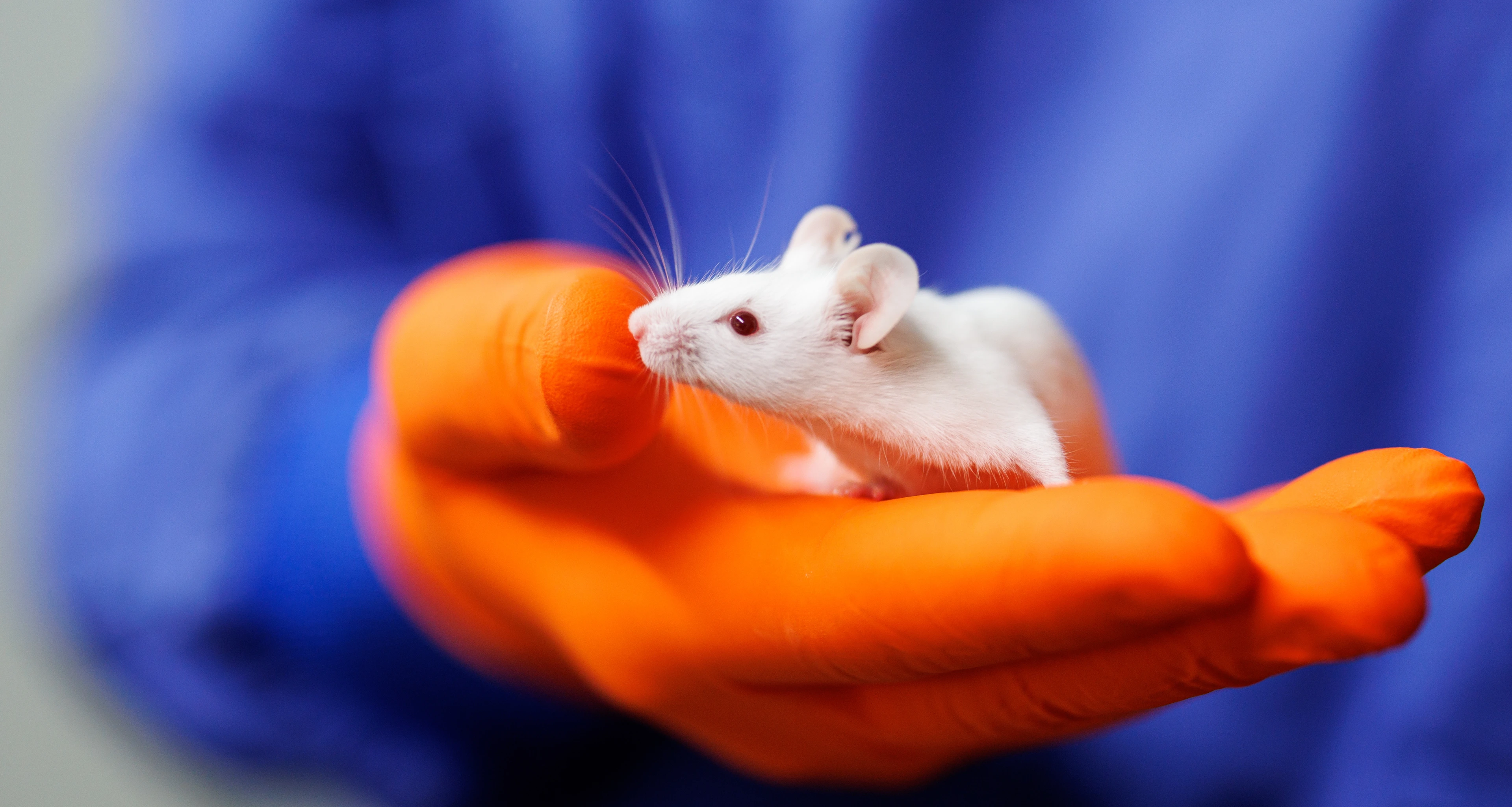 Animal Research, CF-LAS, weiße Maus