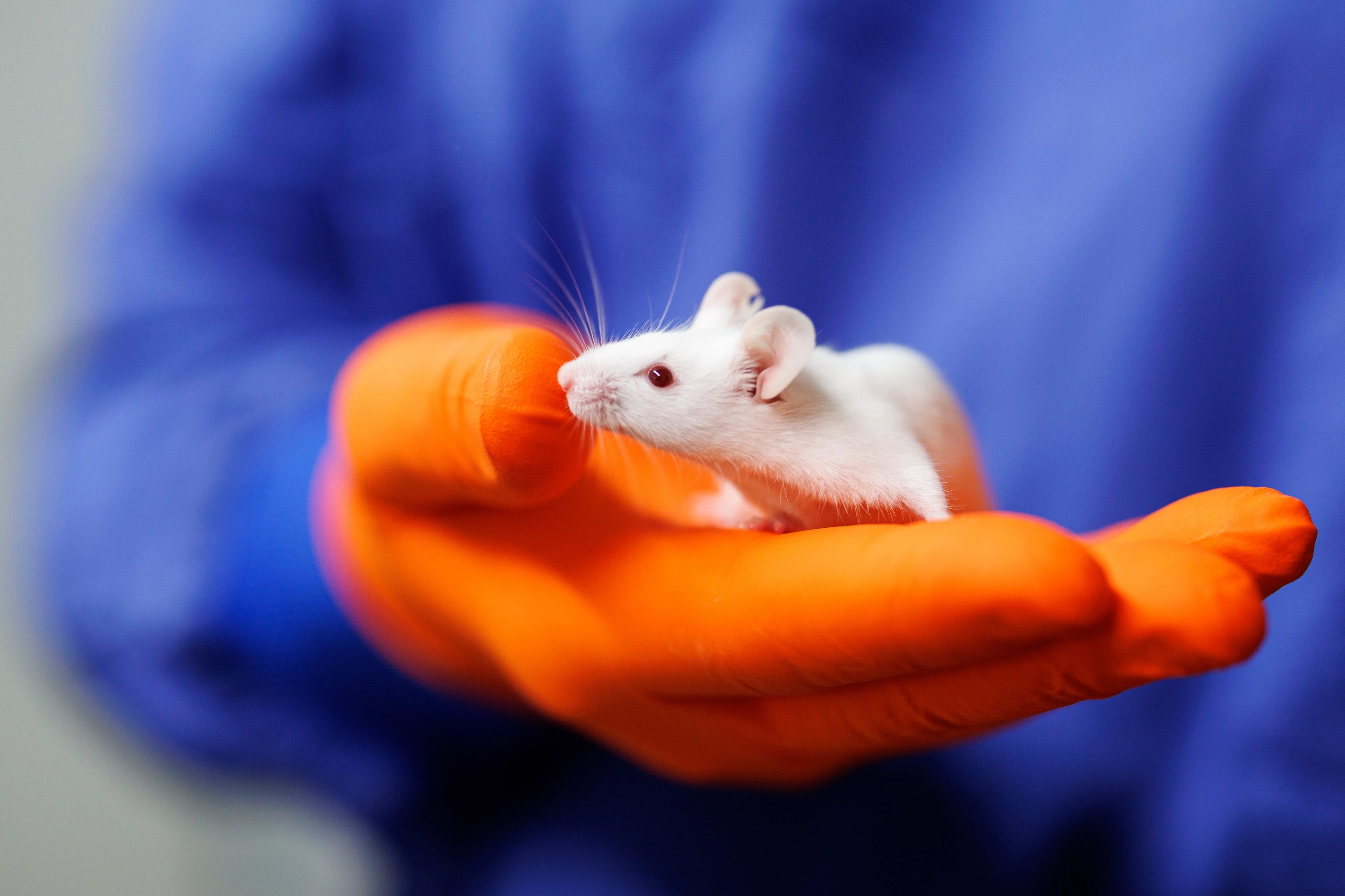 Animal Research, CF-LAS, weiße Maus