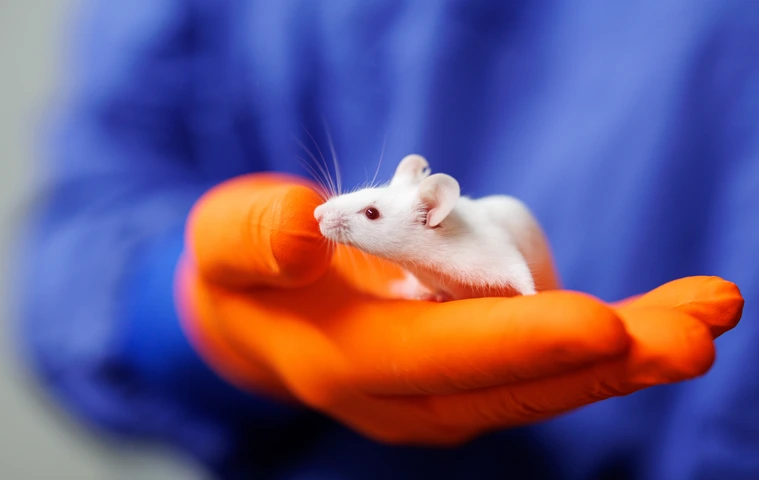 Animal Research, CF-LAS, weiße Maus