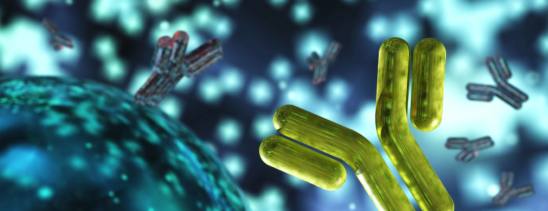 antibody, immunoglobulins, 3d rendering
