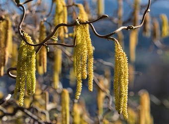 Allergene aus der Luft - Birkenpollen