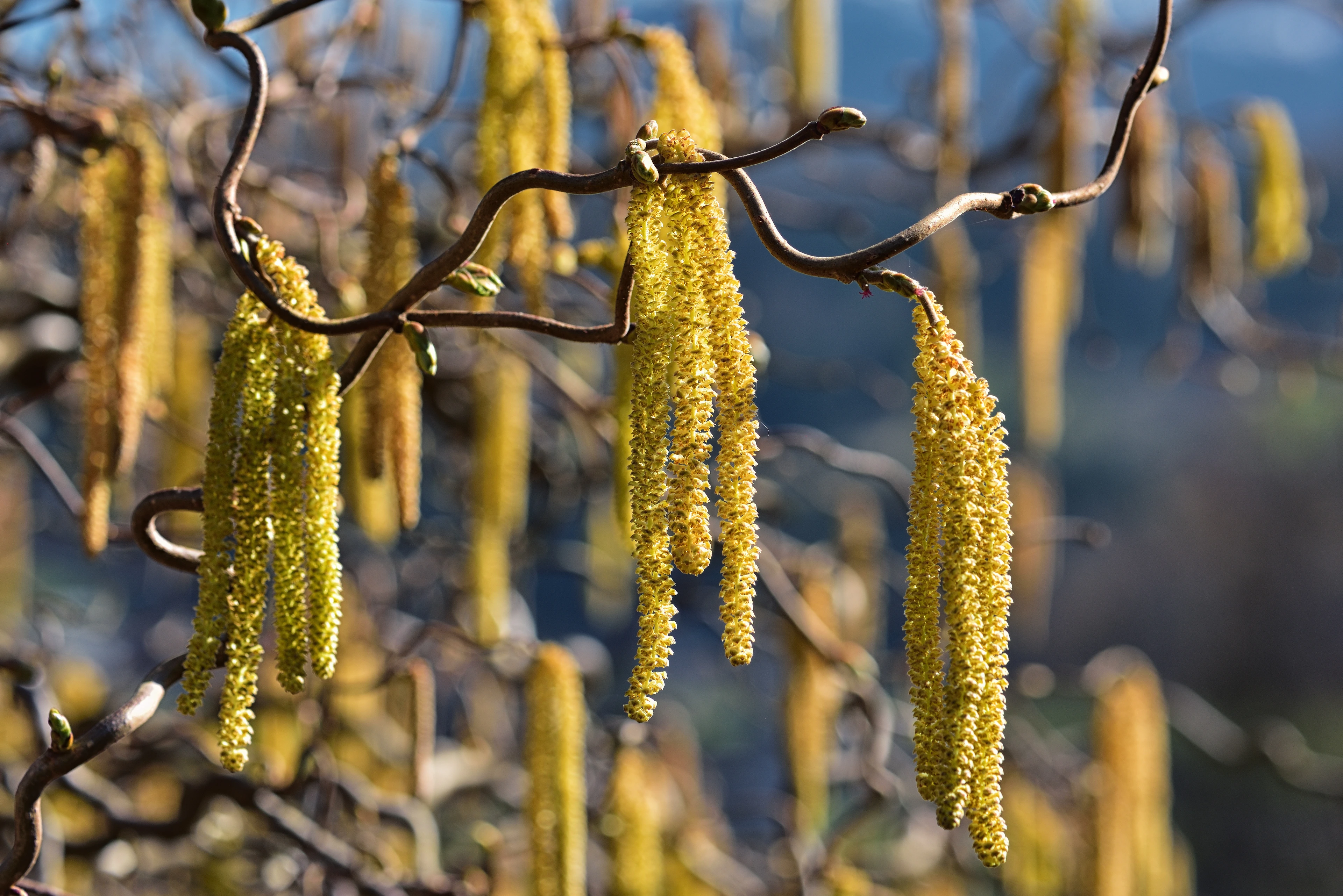 Haselnuss-Pollen sind Allergene in der Luft