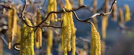 Haselnuss-Pollen sind Allergene in der Luft