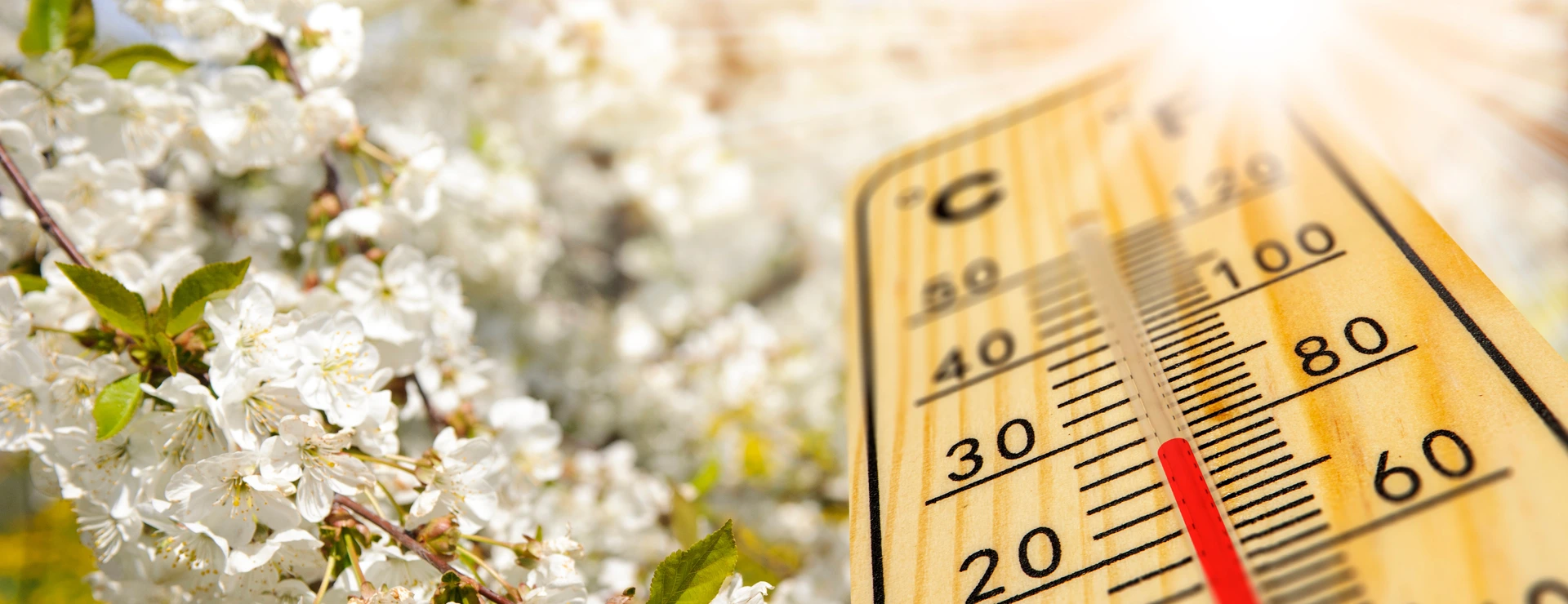 Thermometer und Pollen