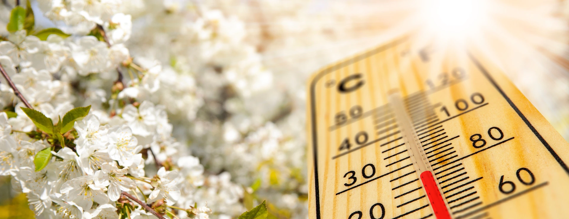 Klimawandel und Allergie