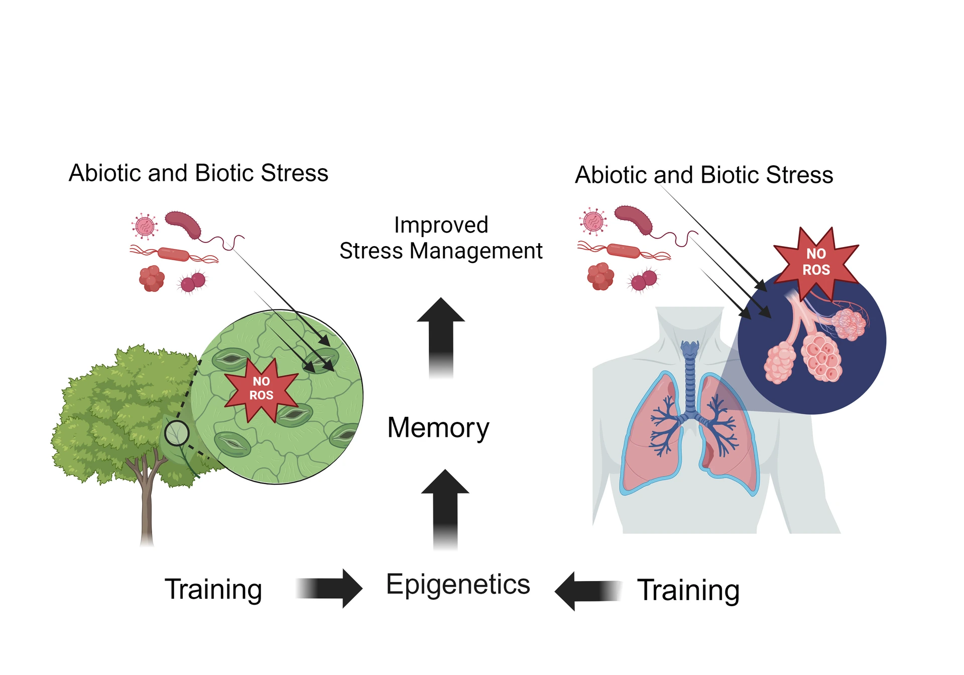 Trained-Immunity-Lindermayr-Yildirim-Fig4-News