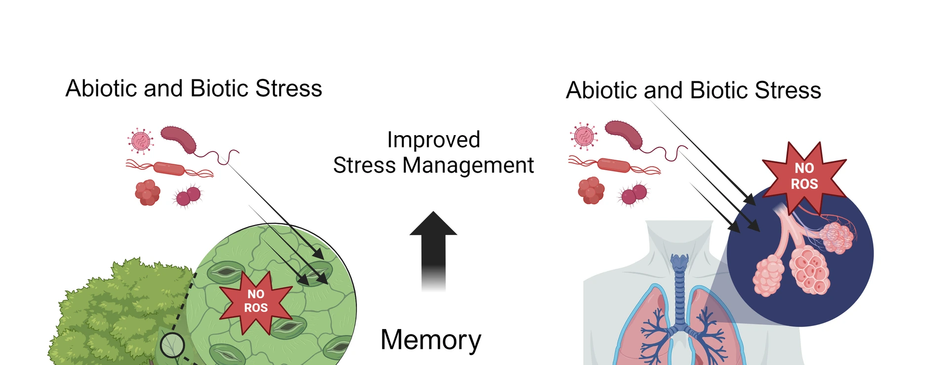 Trained-Immunity-Lindermayr-Yildirim-Fig4-News