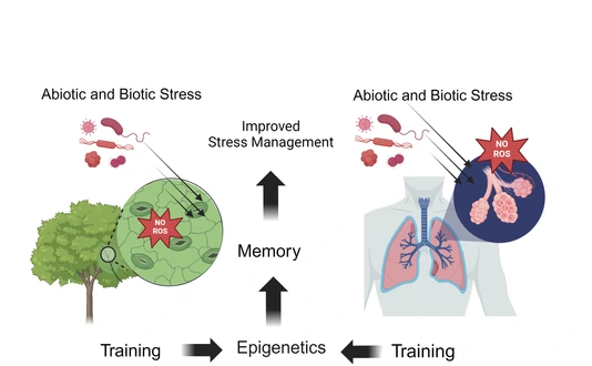 Trained-Immunity-Lindermayr-Yildirim-Fig4-News