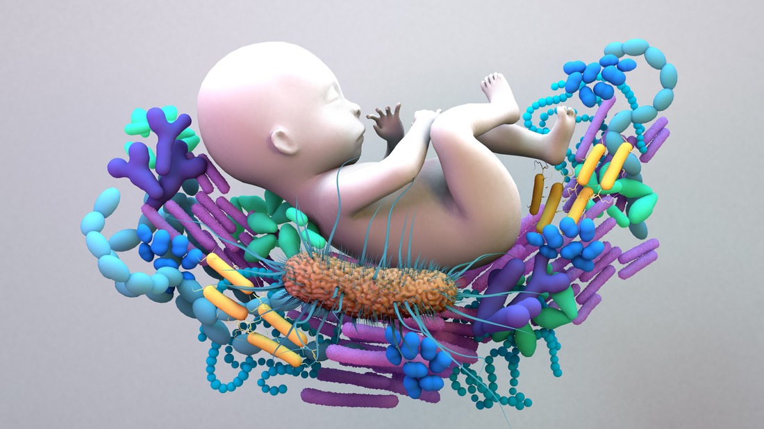 Baby und Mikrobiom - Immunsystem und Schwangerschaft