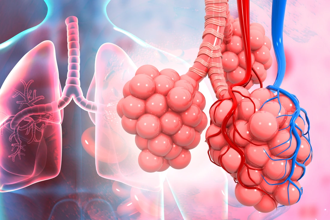 Lungs alveoli on medical background. 3d illustration