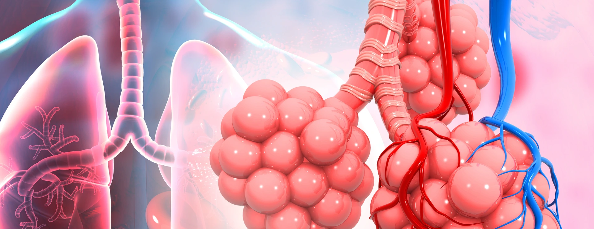 Lungs alveoli on medical background
