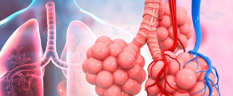 Lungs alveoli on medical background