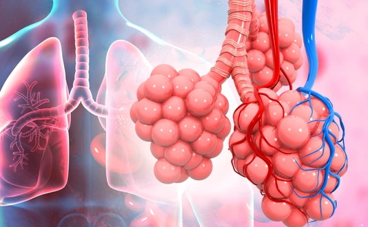Lungs alveoli on medical background