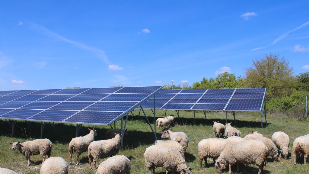 Nos références agrivoltaïques ovins en France