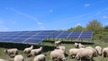 Nos références agrivoltaïques ovins en France