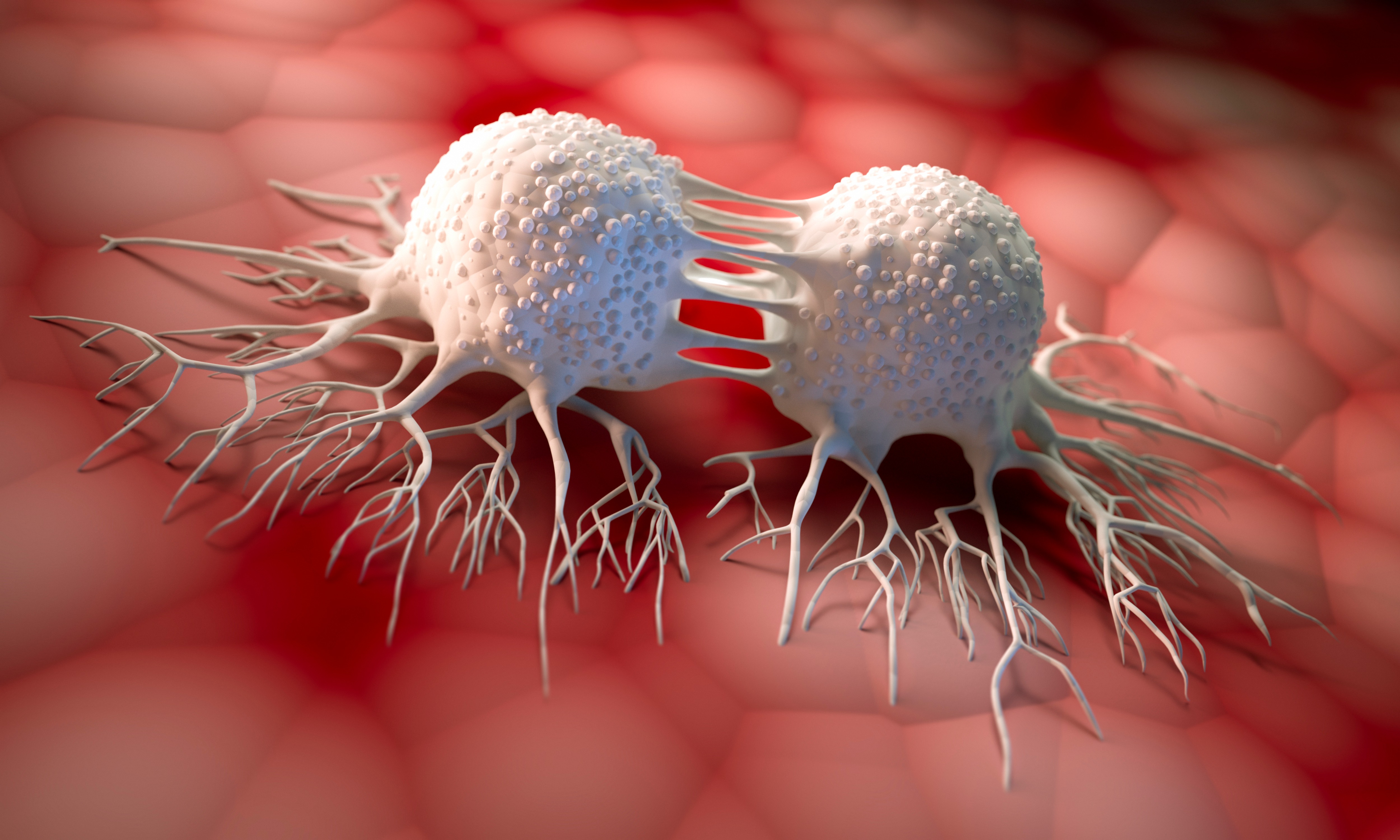 Dividing cancer cells - 3D illustration