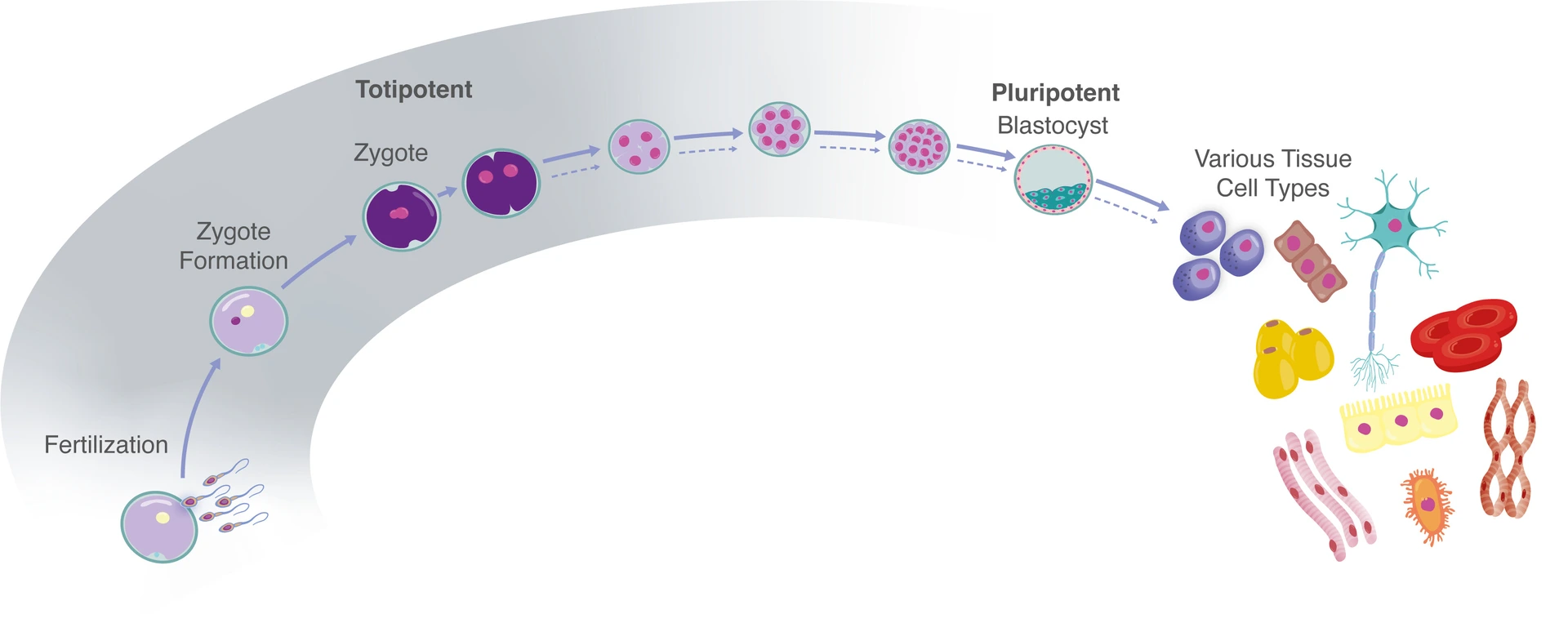 EarlyMammalianDevelopment_English