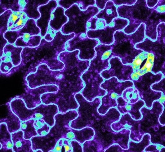 Groth_Lab_Pic