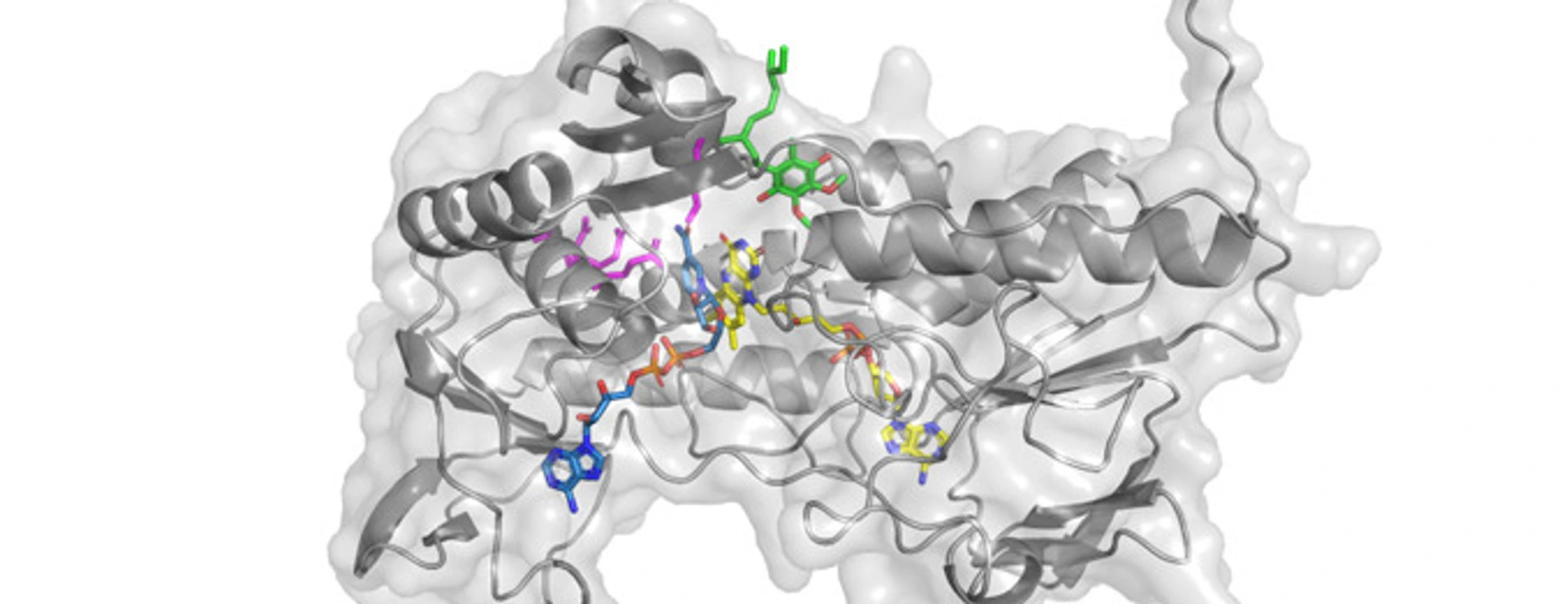 Superimposed human FSP1 structure with its cofactors, FAD, NADH, and CoQ5