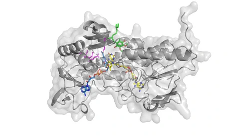 Superimposed human FSP1 structure with its cofactors, FAD, NADH, and CoQ5