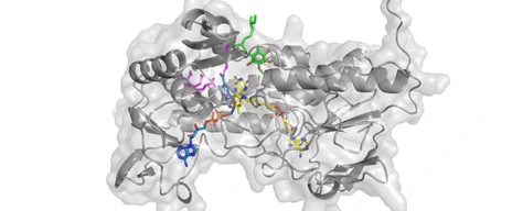 Superimposed human FSP1 structure with its cofactors, FAD, NADH, and CoQ5