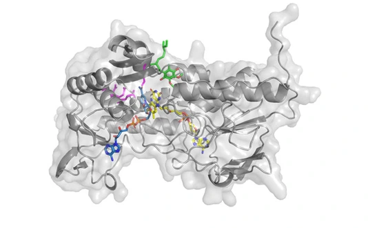Superimposed human FSP1 structure with its cofactors, FAD, NADH, and CoQ5