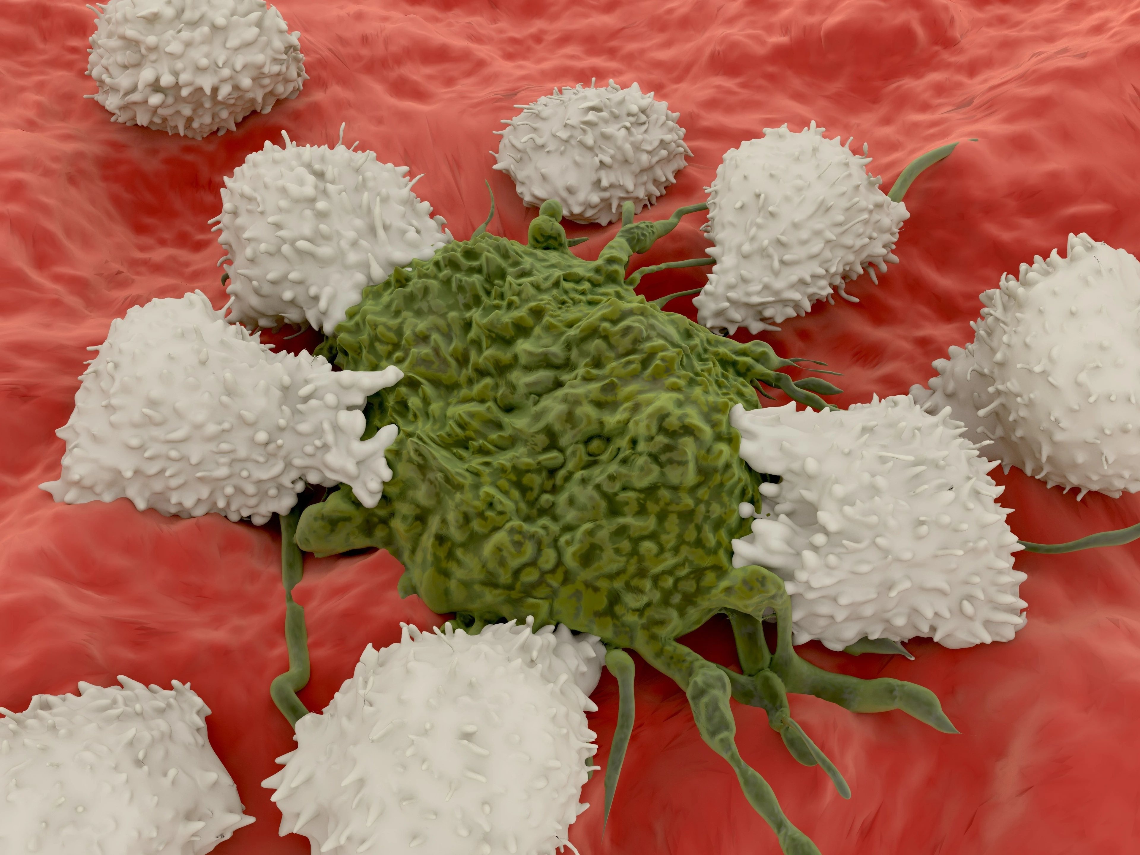 Lymphozyten zertören Krebszelle