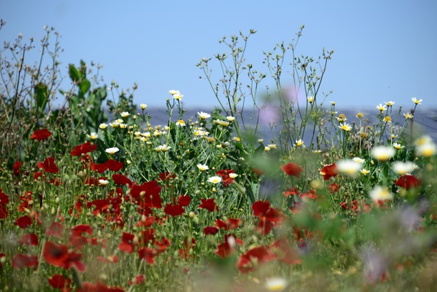 PPAs For Greenfield Projects